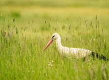 Storch