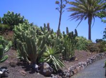 Fuerteventura