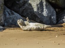 Seelöwe
