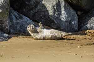 Seelöwe