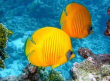 Fische