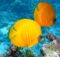 Fische