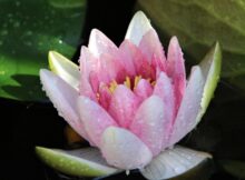 Seerose
