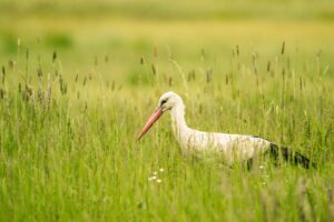 Storch