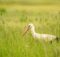 Storch