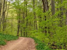 wienerwald