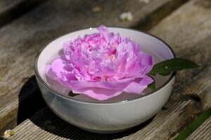 Seerose