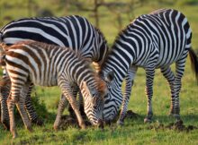 Zebra
