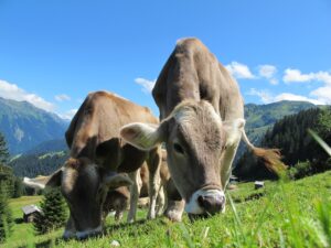 Kühe