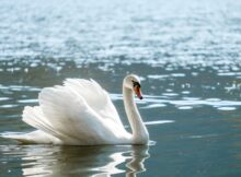 schwan