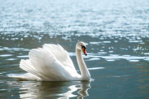schwan