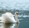 schwan