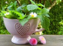 Kneipp