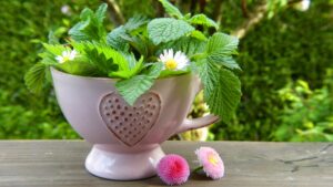 Kneipp