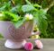 Kneipp