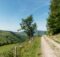Schwarzwald