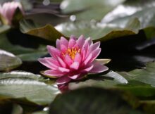Wasserrose