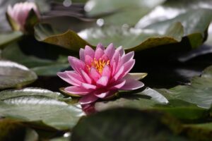 Wasserrose