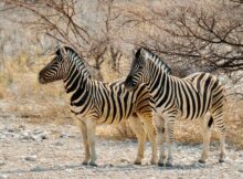 Zebra
